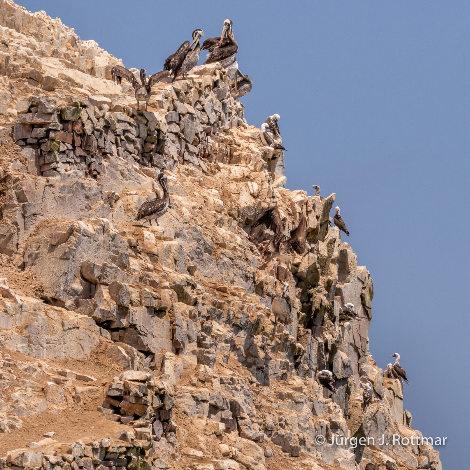 Peru | Lima | Cavinzas Island | Peruanischer Pelikan (Peruvian Pelican)