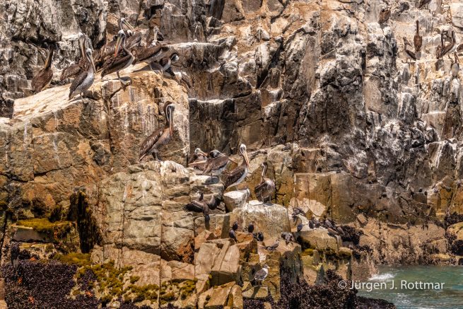 Peru | Lima | Cavinzas Island | Peruanischer Pelikan (Peruvian Pelican)