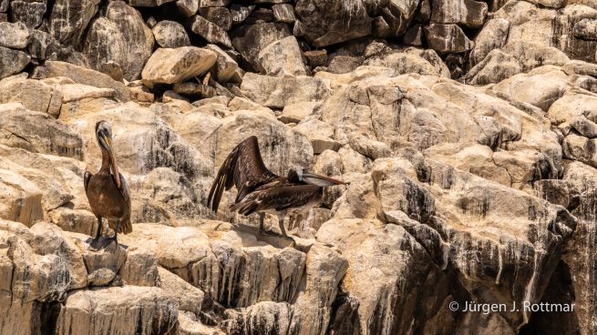 Peru | Lima | Cavinzas Island | Peruanischer Pelikan (Peruvian Pelican)