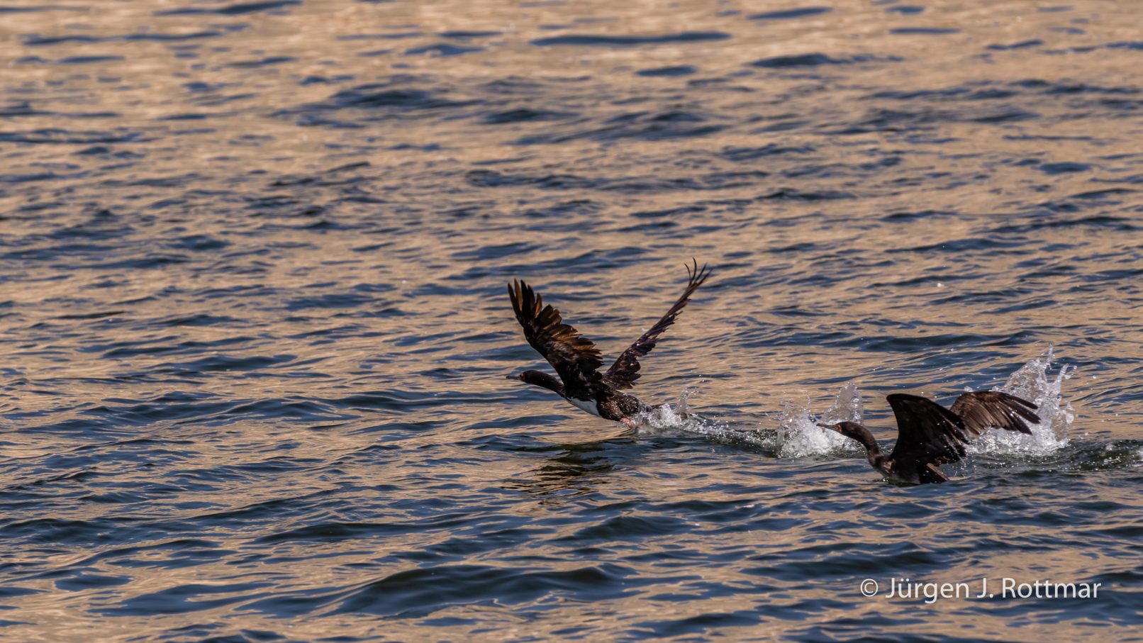 Peru | Lima | Isla El Frontón | Olivenscharbe (Neotropic Cormorant)