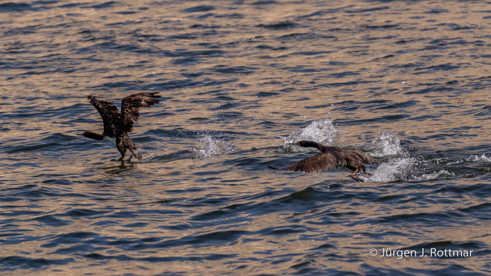 Peru | Lima | Islas El Frontón | Olivenscharbe (Neotropic Cormorant)
