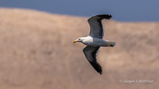Peru | Lima | Islas San Lorenzo | Dominikanermöve (Kelp Gull)