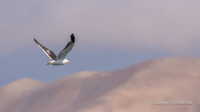 Peru | Lima | Islas San Lorenzo | Dominikanermöve (Kelp Gull)