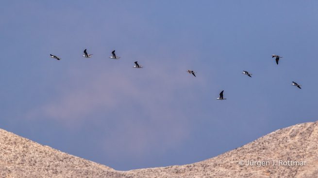Peru | Lima | Islas San Lorenzo | Peruanischer Tölpel oder Guanotölpel (Peruvian Boobys)
