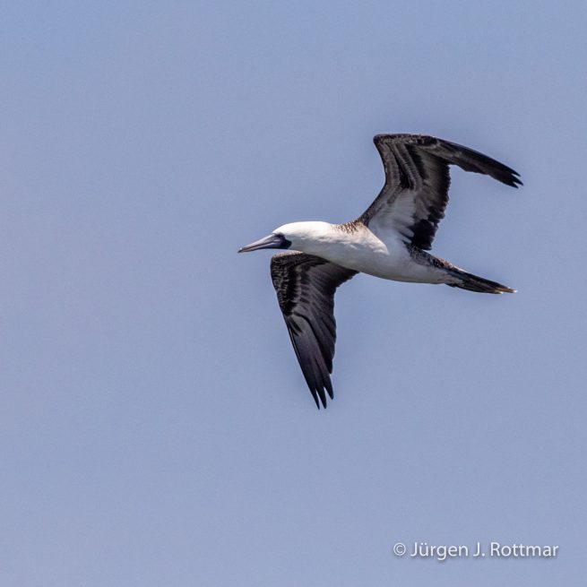 Peru | Lima | Islas San Lorenzo | Peruanischer Tölpel oder Guanotölpel (Peruvian Boobys)