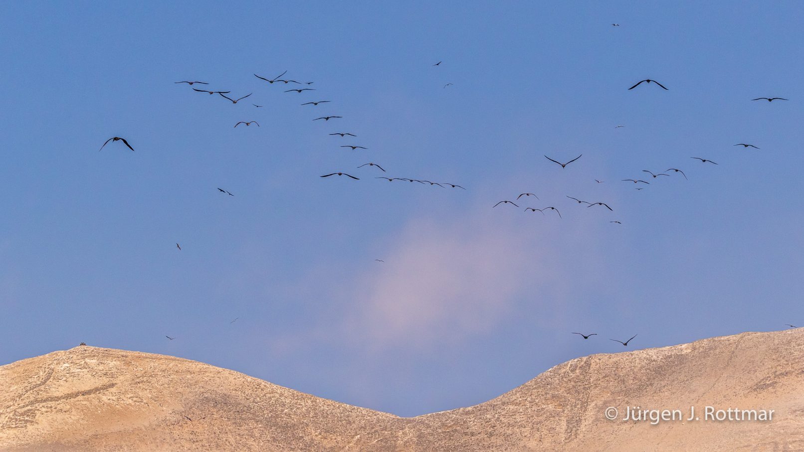 Peru | Lima | Islas San Lorenzo | Peruanischer Tölpel oder Guanotölpel (Peruvian Boobys)