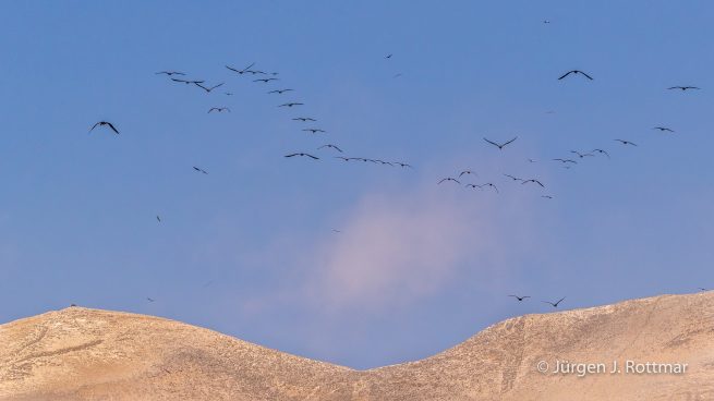 Peru | Lima | Islas San Lorenzo | Peruanischer Tölpel oder Guanotölpel (Peruvian Boobys)