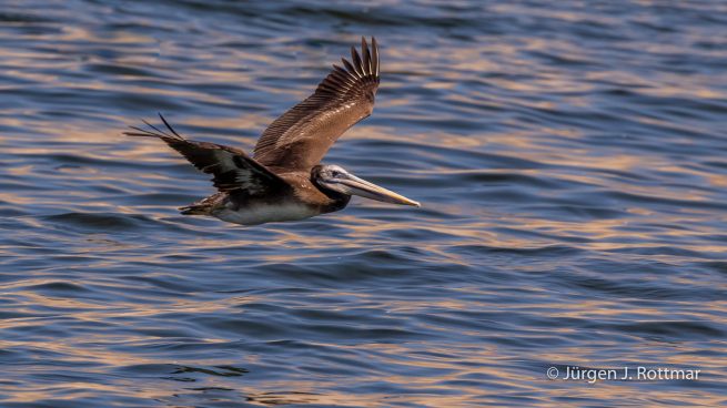 Peru | Lima | Islas San Lorenzo | Peruanischer Pelikan (Peruvian Pelican)