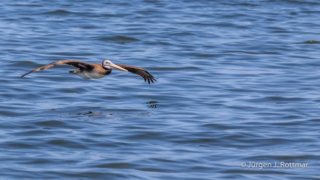 Peru | Lima | Islas San Lorenzo | Peruanischer Pelikan (Peruvian Pelican)