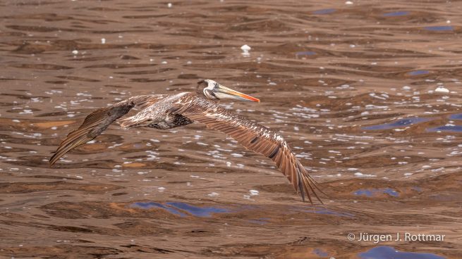 Peru | Lima | Islas San Lorenzo | Peruanischer Pelikan (Peruvian Pelican)