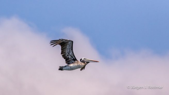 Peru | Lima | Islas San Lorenzo | Peruanischer Pelikan (Peruvian Pelican)