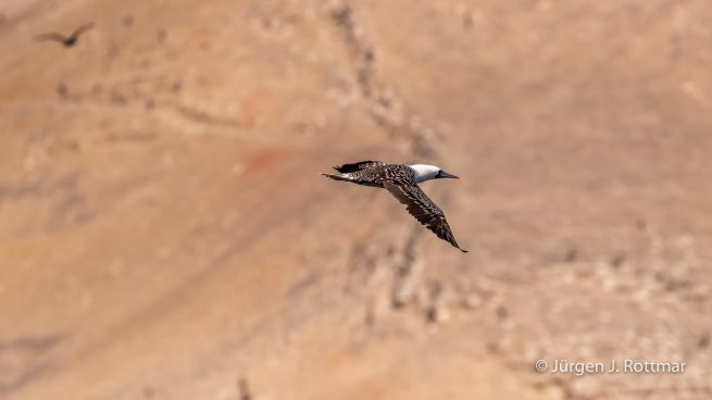 Peru | Lima | Islas San Lorenzo | Peruanischer Tölpel oder Guanotölpel (Peruvian Boobys)