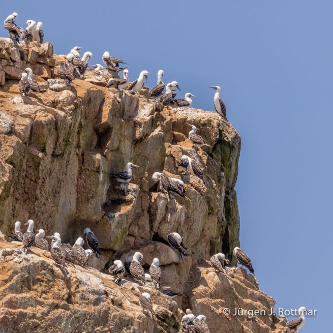 Peru | Lima | Islas Palomino | Peruanischer Tölpel oder Guanotölpel (Peruvian Boobys)