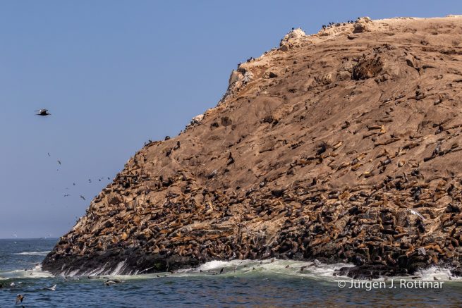 Peru | Lima | Islas Palomino | Seelöwen (Sea Lions)