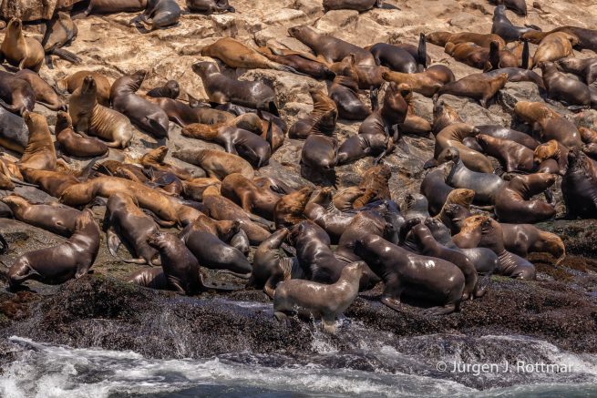 Peru | Lima | Islas Palomino | Seelöwen (Sea Lions)