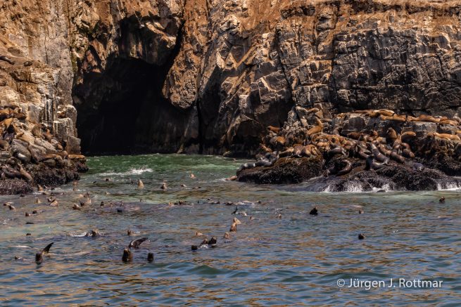 Peru | Lima | Islas Palomino | Seelöwen (Sea Lions)