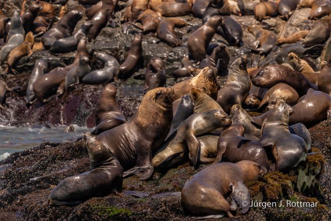 Peru | Lima | Islas Palomino | Seelöwen (Sea Lions)