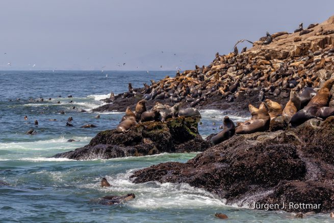 Peru | Lima | Islas Palomino | Seelöwen (Sea Lions)
