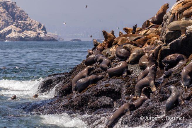 Peru | Lima | Islas Palomino | Seelöwen (Sea Lions)