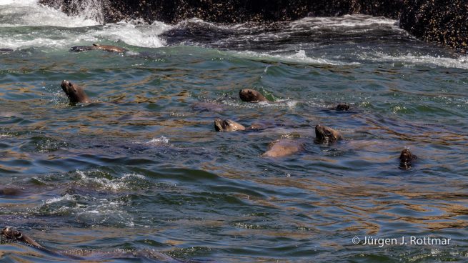 Peru | Lima | Islas Palomino | Seelöwen (Sea Lions)