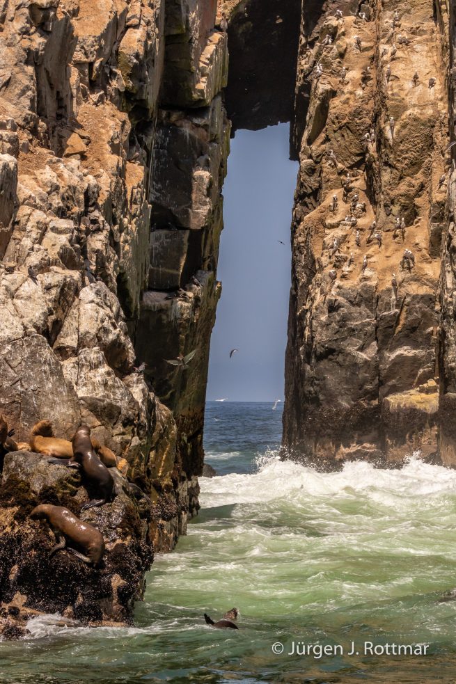Peru | Lima | Islas Palomino | Seelöwen (Sea Lions)