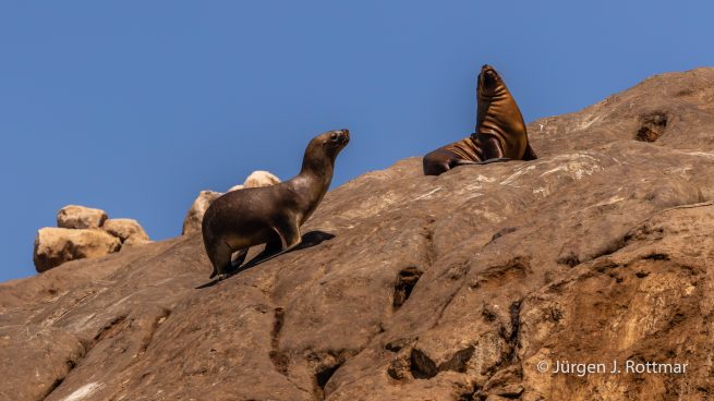 Peru | Lima | Islas Palomino | Seelöwen (Sea Lions)