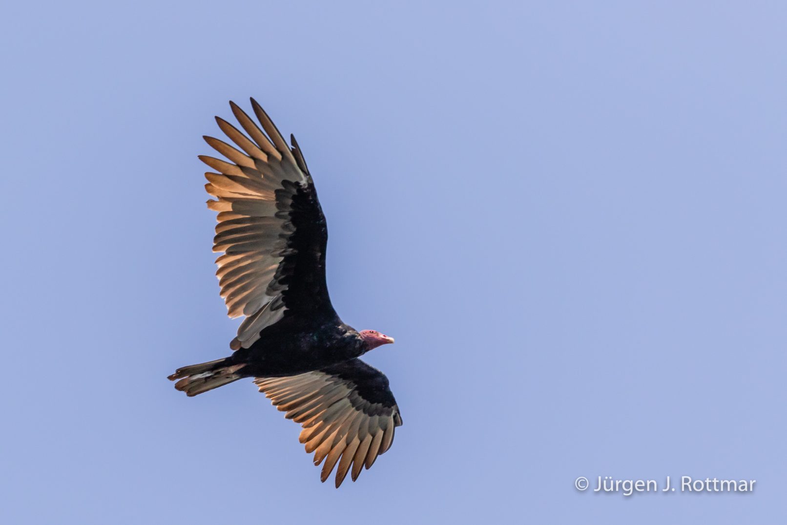 Peru | Lima | Islas Palomino | Truthahngeier (Turkey Vulture)