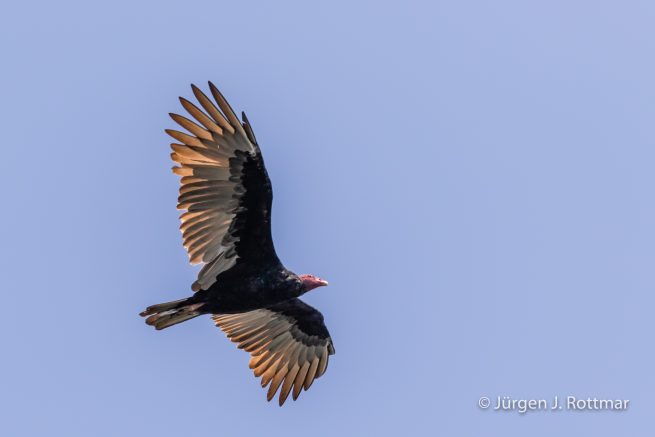 Peru | Lima | Islas Palomino | Truthahngeier (Turkey Vulture)