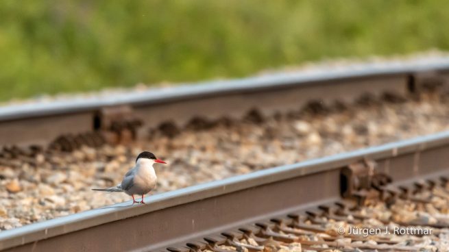 USA | Alaska | Anchorage | Anchorage Coastal Wildlife Refuge | Common Tern | Flußseeschwalbe