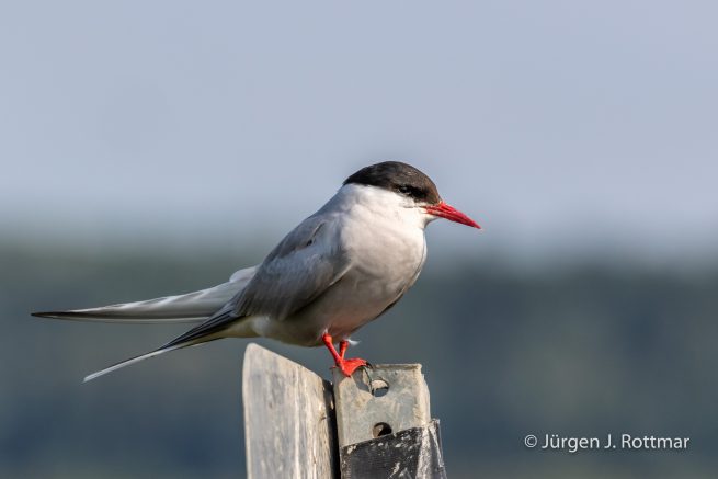 USA | Alaska | Anchorage | Anchorage Coastal Wildlife Refuge | Common Tern | Flußseeschwalbe