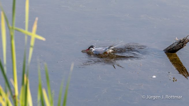 USA | Alaska | Anchorage | Anchorage Coastal Wildlife Refuge | Common Tern | Flußseeschwalbe