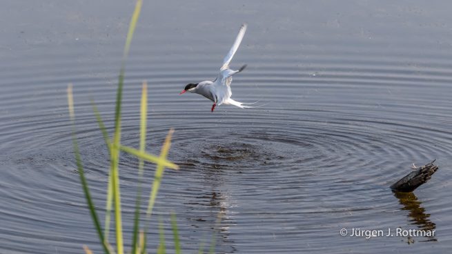 USA | Alaska | Anchorage | Anchorage Coastal Wildlife Refuge | Common Tern | Flußseeschwalbe