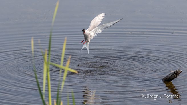 USA | Alaska | Anchorage | Anchorage Coastal Wildlife Refuge | Common Tern | Flußseeschwalbe