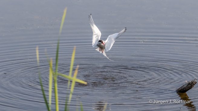 USA | Alaska | Anchorage | Anchorage Coastal Wildlife Refuge | Common Tern | Flußseeschwalbe
