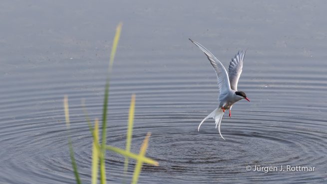 USA | Alaska | Anchorage | Anchorage Coastal Wildlife Refuge | Common Tern | Flußseeschwalbe