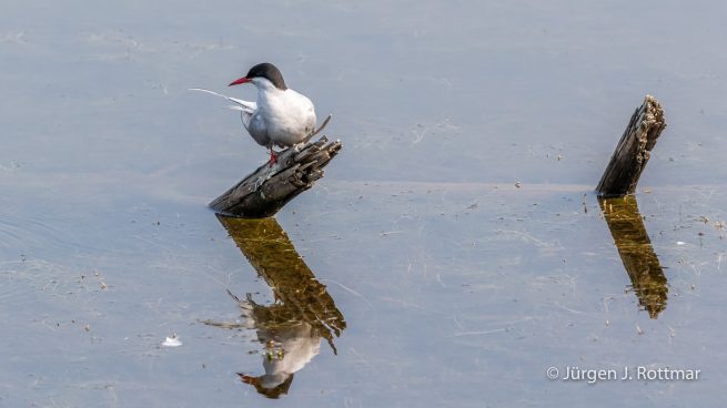 USA | Alaska | Anchorage | Anchorage Coastal Wildlife Refuge | Common Tern | Flußseeschwalbe