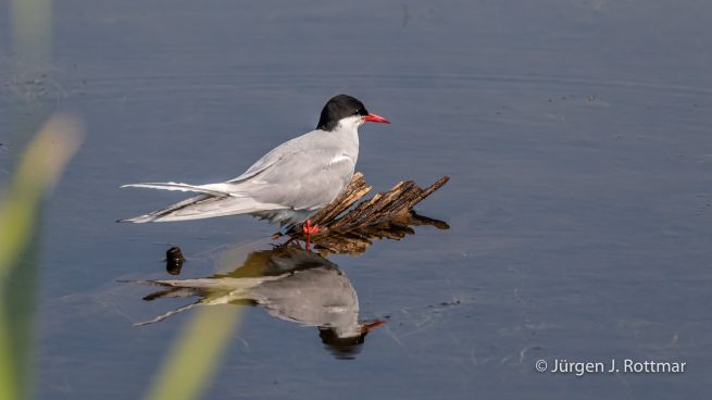 USA | Alaska | Anchorage | Anchorage Coastal Wildlife Refuge | Common Tern | Flußseeschwalbe
