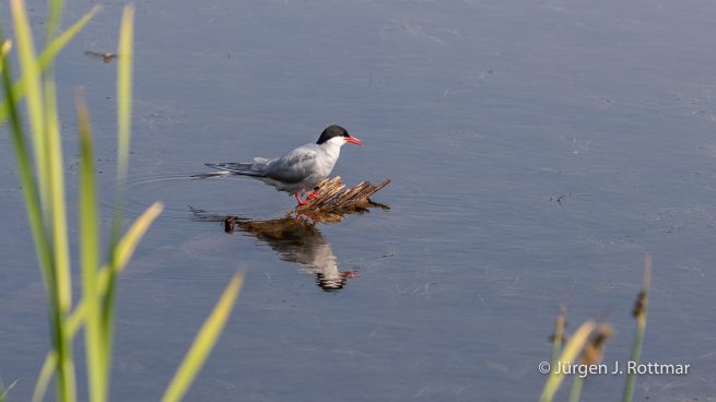USA | Alaska | Anchorage | Anchorage Coastal Wildlife Refuge | Common Tern | Flußseeschwalbe