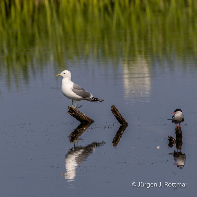 USA | Alaska | Anchorage | Anchorage Coastal Wildlife Refuge | Mew Gull +Common Tern | Sturmmöve + Flußseeschwalbe