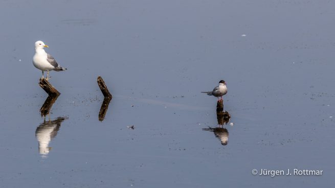 USA | Alaska | Anchorage | Anchorage Coastal Wildlife Refuge | Mew Gull +Common Tern | Sturmmöve + Flußseeschwalbe