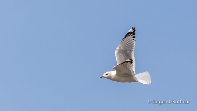 USA | Alaska | Anchorage | Anchorage Coastal Wildlife Refuge | Mew Gull | Sturmmöve
