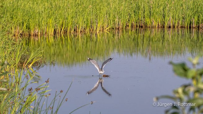 USA | Alaska | Anchorage | Anchorage Coastal Wildlife Refuge | Mew Gull | Sturmmöve