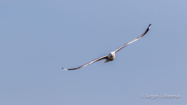 USA | Alaska | Anchorage | Anchorage Coastal Wildlife Refuge | Mew Gull | Sturmmöve