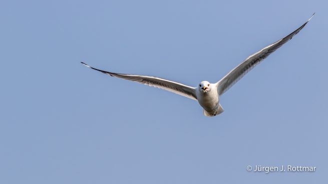 USA | Alaska | Anchorage | Anchorage Coastal Wildlife Refuge | Mew Gull | Sturmmöve