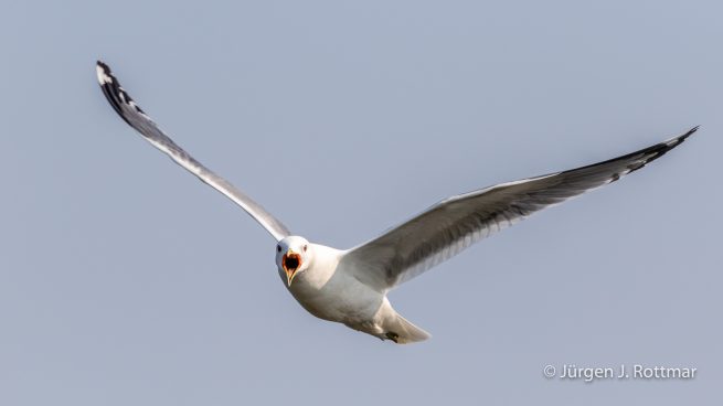 USA | Alaska | Anchorage | Anchorage Coastal Wildlife Refuge | Mew Gull | Sturmmöve