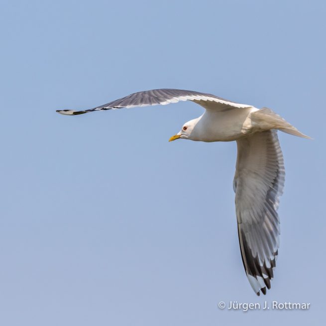 USA | Alaska | Anchorage | Anchorage Coastal Wildlife Refuge | Mew Gull | Sturmmöve