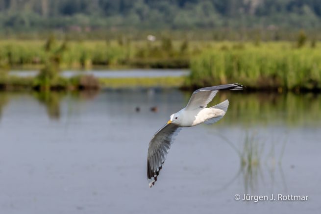 USA | Alaska | Anchorage | Anchorage Coastal Wildlife Refuge | Mew Gull | Sturmmöve
