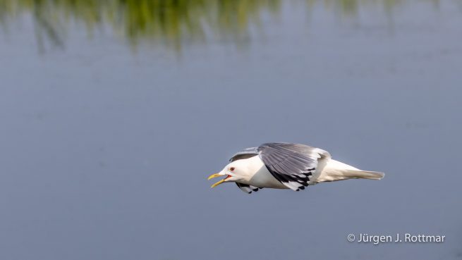 USA | Alaska | Anchorage | Anchorage Coastal Wildlife Refuge | Mew Gull | Sturmmöve