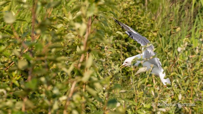 USA | Alaska | Anchorage | Anchorage Coastal Wildlife Refuge | Mew Gull | Sturmmöve