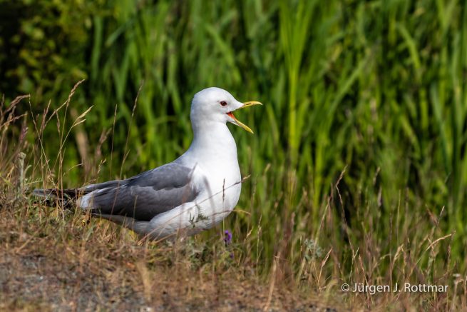 USA | Alaska | Anchorage | Anchorage Coastal Wildlife Refuge | Mew Gull | Sturmmöve